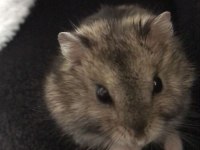 HAMSTER GONZALES YAVRULARIMIZ HERYERE GÖNDERİM VAR