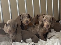 ORJİNAL DACHSHUND YAVRULARIMIZ