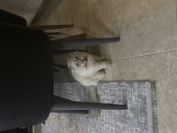 Scottish fold mavi gözlü
