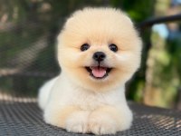 Orjinal Pomeranian Boo Yavrumuz