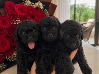 Siyah Toy Poodle Yavruları