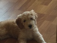 Tüm aşıları tam maltipoo