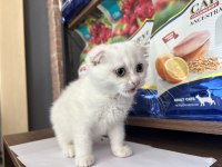 Scottish Fold Beyaz Yavru Balıkesir