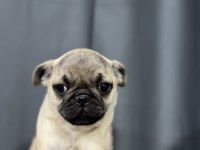 EN ÜST KALİTE PUG BEBEKLER
