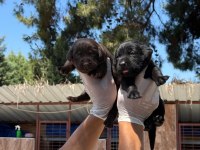 Labrador cinsi yavrularımız