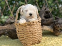 Kar Beyaz Maltese Terrier Yavrular