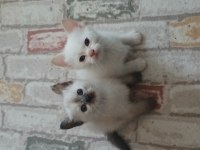 Safkan Siyam Kedisi Yavrular