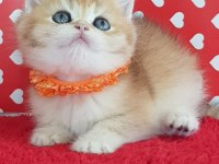Golden British Shorthair Ve Longhair Yavrular