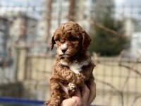Poodle bebekler