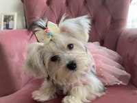 İlk defa köpek bakacaksanız tam size göre