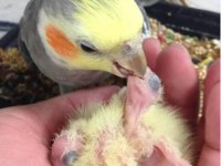 Yavru Garantili Sultan Papağanı Çiftim Gönderim Olur
