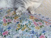 British Shorthair - 19 Mayıs doğumlu erkek