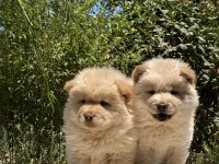 Chow Chow Çin Aslanı