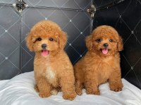 Toy poodle yavru bebeklerimiz
