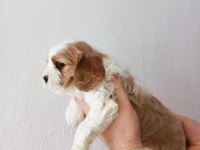 Safkan cavalier king Charles yavruları