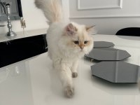 British Longhair Kedimiz