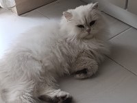 Silver point british longhair