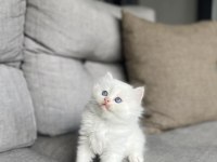 BRITISH LONGHAIR MAVİ GÖZLÜ YAVRULARIM 