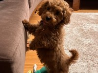 Safkan toy poodle yavru köpeğimiz