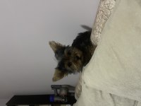 Tek kaldı dişi safkan yorkshire terrier
