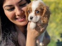 Safkan aşılı cavalier king charles yavrularım