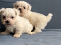 Maltese Köpeği Yavrularımız