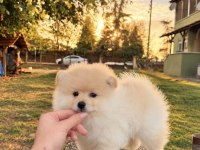 POMERANİAN BOO TEDDY FACE