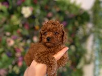 Efsaneler geldi poodle