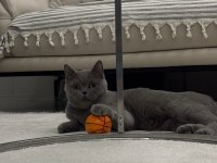 Ücretsiz British Shorthair Dişi