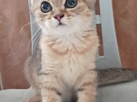 British Shorthair Black Tabby