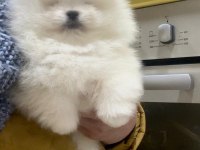 POMERANİAN KAÇIRAN ÜZÜLÜR