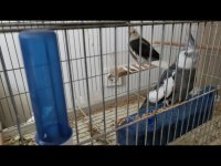 2 3 Yaşında Sultan Papağanı Çift