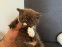 Ev ortamın da büyüyen a kalite british shorthair