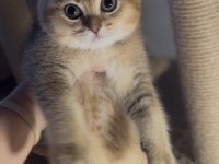 British shorthair golden kardeşler erkek