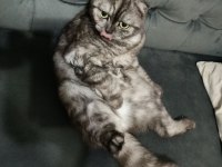 Scottish Fold Kısır Dişi Kedimiz
