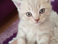 2 aylık british bebek kedilerimiz