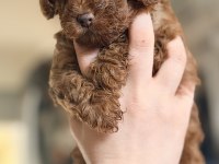 Safkan minicik anne baba Kore Toy poodle