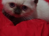 British blue point shorthair yavrularımız