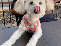 Dişi terrier köpeği ücretsiz