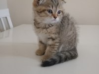 Scottish fold dişi