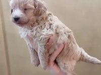 Maltipoo yavru köpekler