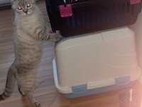 2 Yaşında Dişi British Shorthair Ev Kedisi