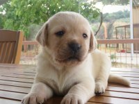 FCI-KIF secereli Labrador Retriever Yavrular