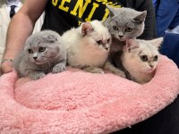 Scottish Fold & British shorthair