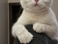 Nadir ırk british shorthair odd eyes dişi