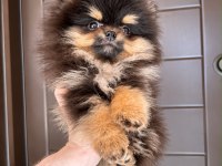 Pomeranian Ayıcık Nadir Renk