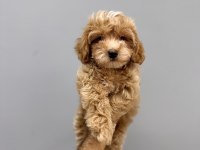 BİR BİRİNDEN GÜZEL MALTIPOO YAVRULARİMİZ