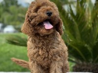 KIVIRCIK TOY POODLE DÜNYASI