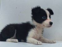 Kahverengi beyaz border collie yavru