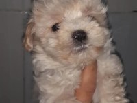Maltese yavrular